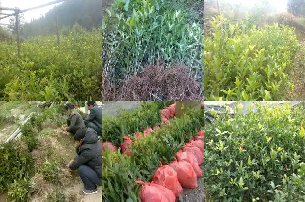 桂花树多少年才开花呢1683595686486