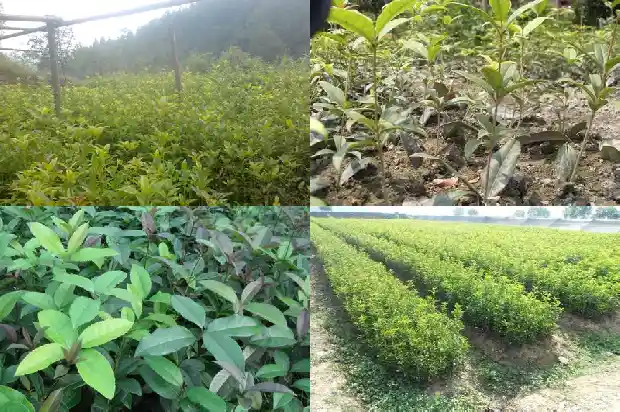 桂花树多开花应该施肥什么1683595698468