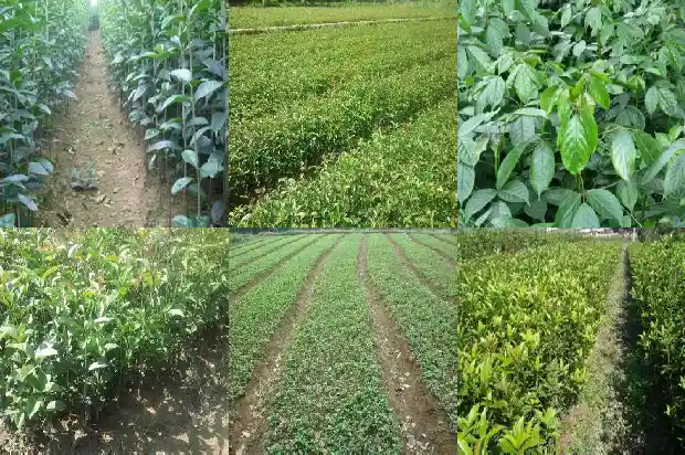 桂花树多开花应该施肥什么1683595698515