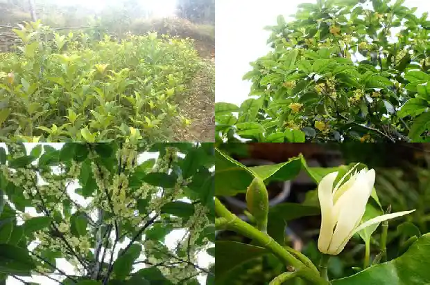 桂花树多开花应该施肥什么1683595698611