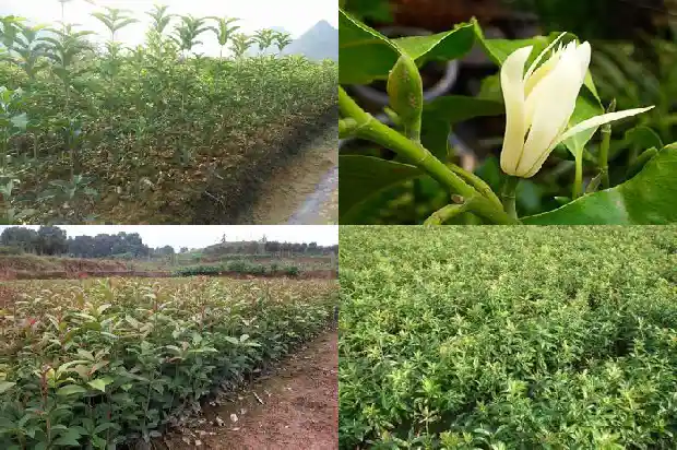 桂花树种植多久才开花结果呢1683595706374