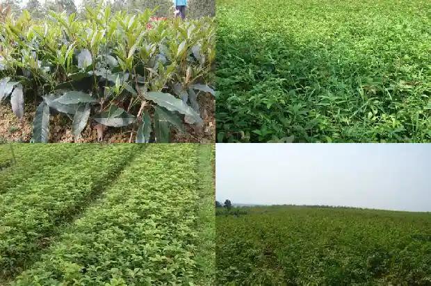 桂花树种植多久才开花结果呢1683595706422