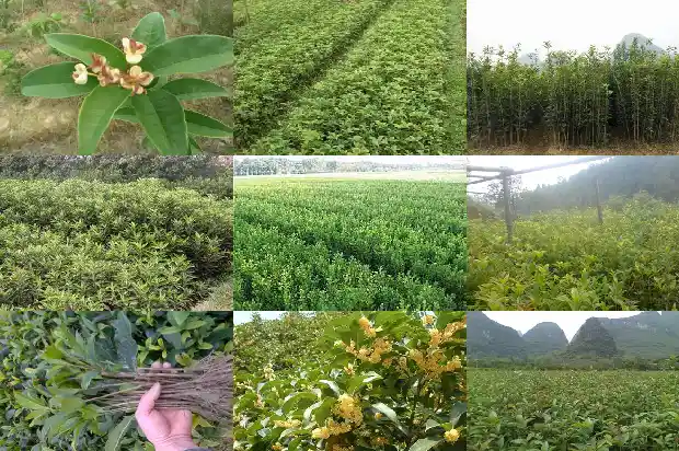 桂花树种植多久才开花结果子1683595713867