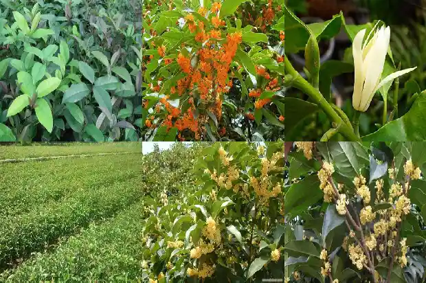 桂花树种植多久才开花结果子1683595713915