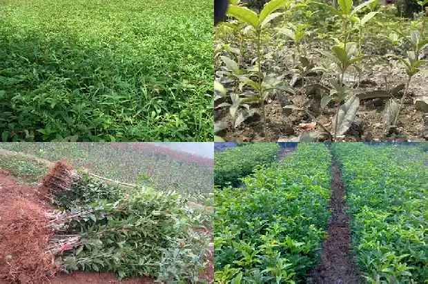 桂花树种植多久才开花结果实1683595725853