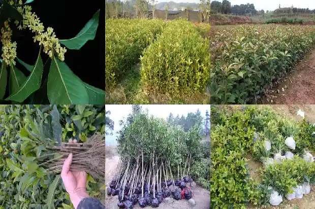 桂花树种植多久才开花结果实1683595725901