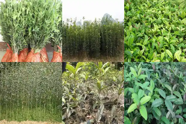 桂花树种植多久才开花结果实1683595725949