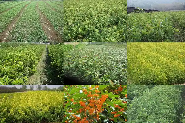 桂花树种植多久才开花结果实1683595725996