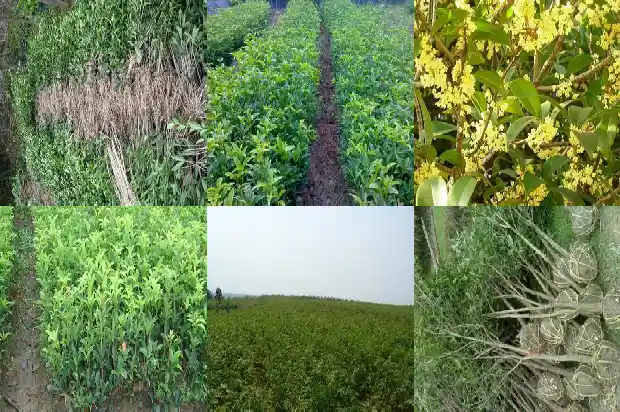 种植的桂花树多久能开花啊1683595737817
