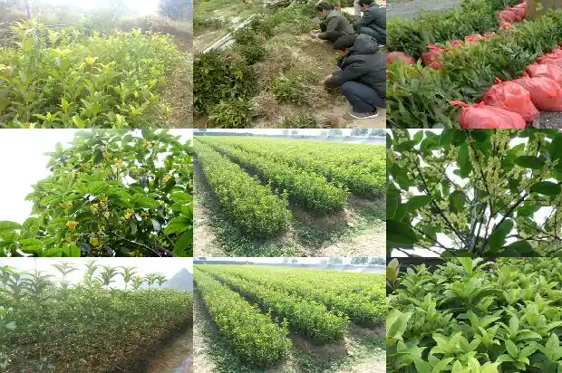 种植的桂花树多久能开花啊1683595737913