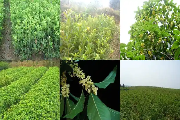 种植的桂花树多久能开花啊1683595737960