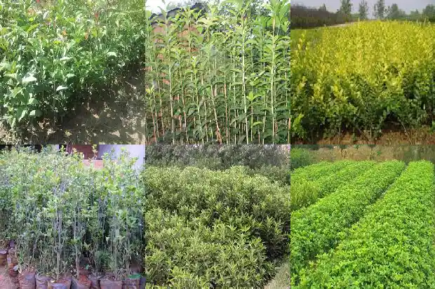 桂花树一般几年开花?1683595747678