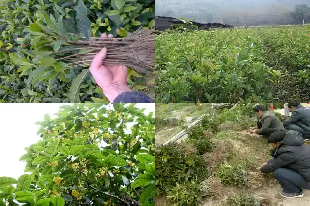 桂花树一般几年开花?1683595747726