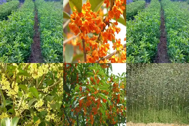 桂花树一般几年开花?1683595747774