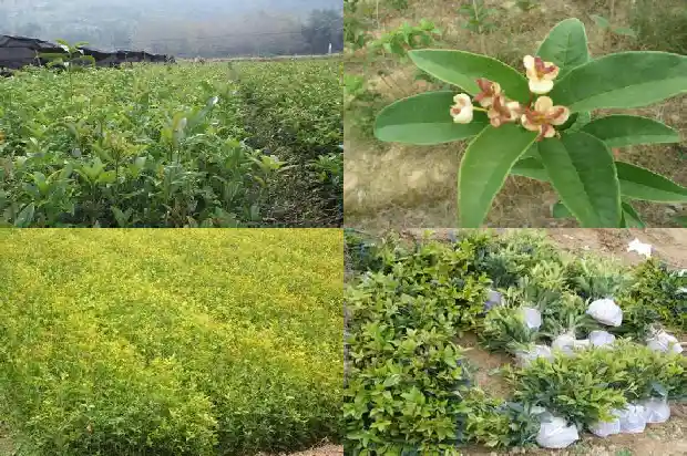 桂花树栽多久开花一次1683595755611