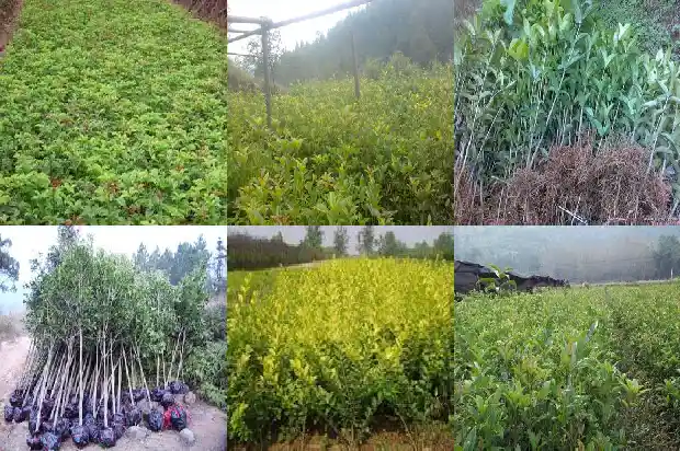 十五公分的桂花树多少钱一颗1689640059888