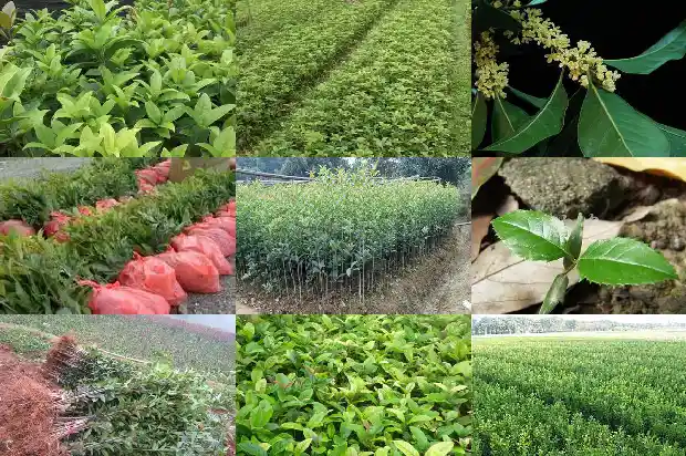 桂花的作用功效瑰花的瑰花的功效1689208439291