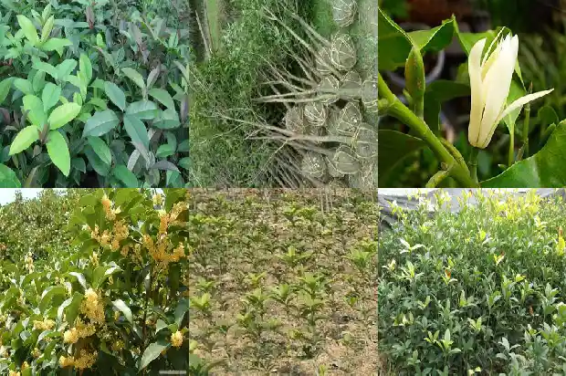 桂花泡水喝有什么功效和作用1688948933869