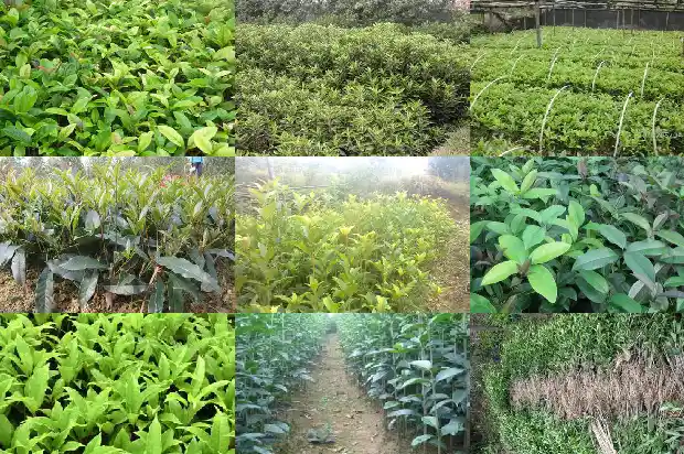 桂花树种多久开花一次啊1683595767290