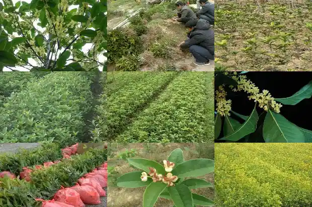 桂花树种多久开花一次啊1683595767338