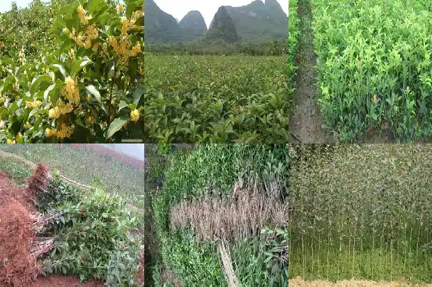 桂花树种多久才开花结果1683595777133