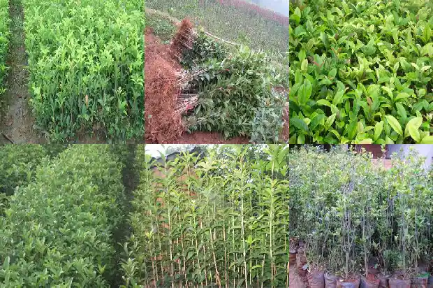 桂花树种多久才开花结果1683595777181
