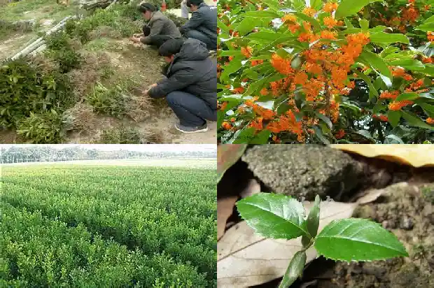 桂花树种多久才开花结果1683595777228