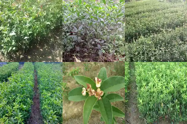 桂花树拆迁赔多少钱一棵1683595798856