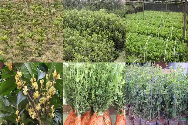 桂花树拆迁赔多少钱一棵1683595798903