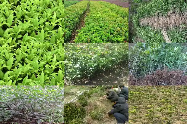 桂花树种子的药用价值和作用是什么1688693862954