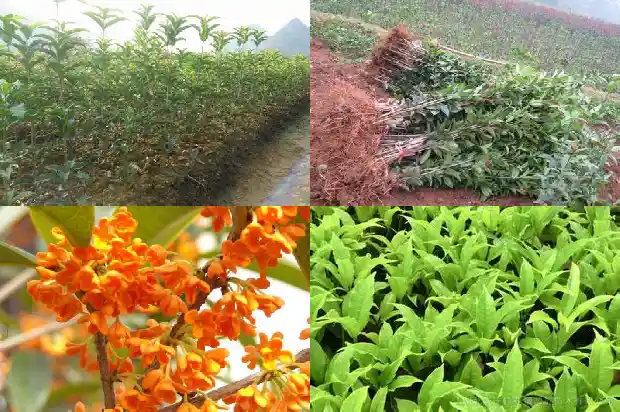 桂花树什么时候拆迁最好1683595808718