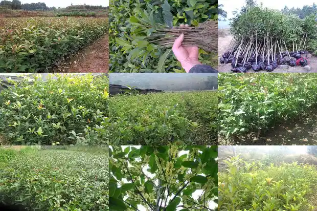 桂花树什么时候拆掉叶子1683595818450