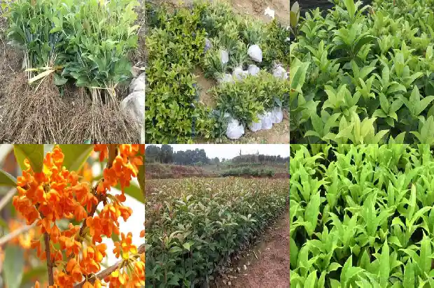 桂花树什么时候拆掉叶子1683595818498