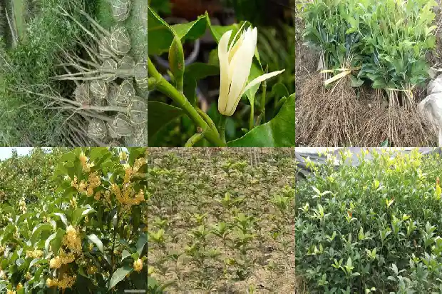 桂花树什么时候拆叶子最好1683595827127