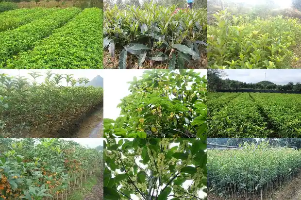 桂花茶有何功效与作用1689381104375