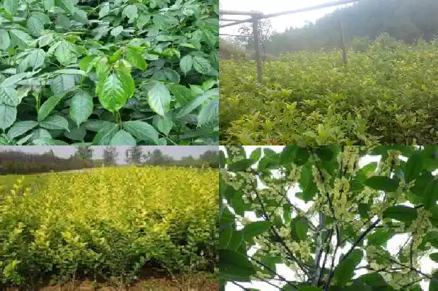 新种的桂花树怎么掉叶子1683595842700