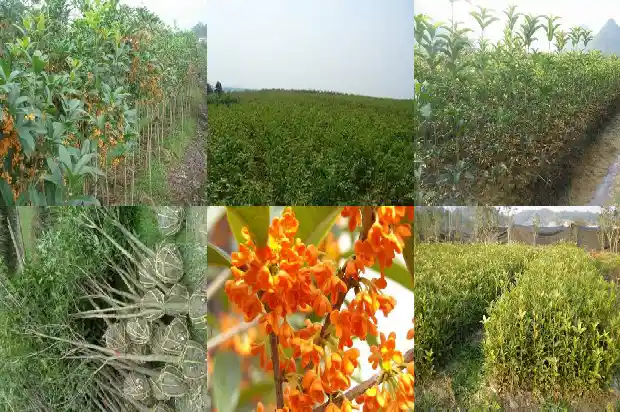 桂花树什么时候重剪好1683595850340