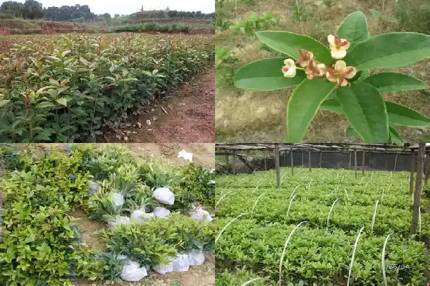 桂花树什么时候重剪枝1683595858122