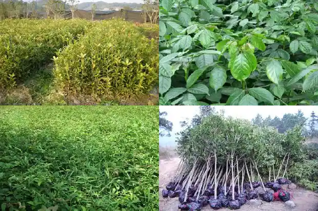 拆桂花用的什么树枝1683677664082
