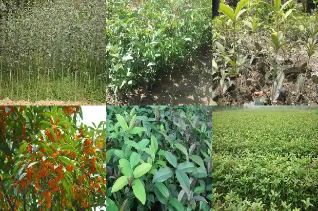 拆桂花用的什么树枝1683677664175