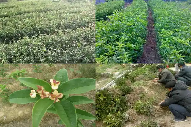 拆桂花用的什么树枝1683677664221