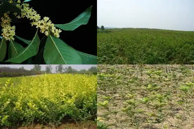 桂花什么时间种植最好1683677767639