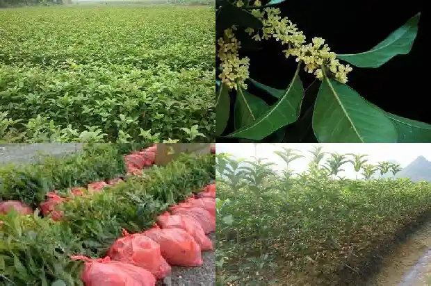 桂花什么时间种植最好1683677767687