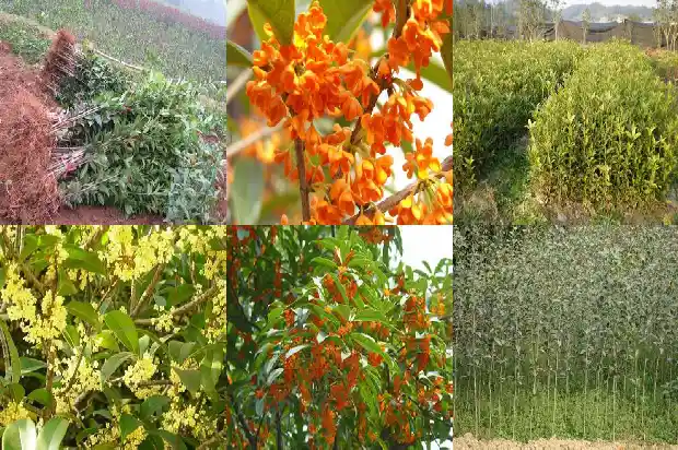 什么季节种植桂花树成活率高1683677865703