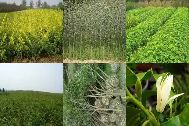 桂花的香气并无区别1689313097039