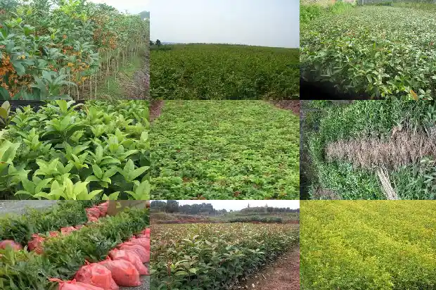 什么季节种植桂花树成活率高1683677865796
