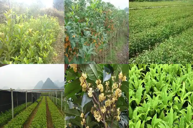 什么季节种植桂花树成活率高1683677865843