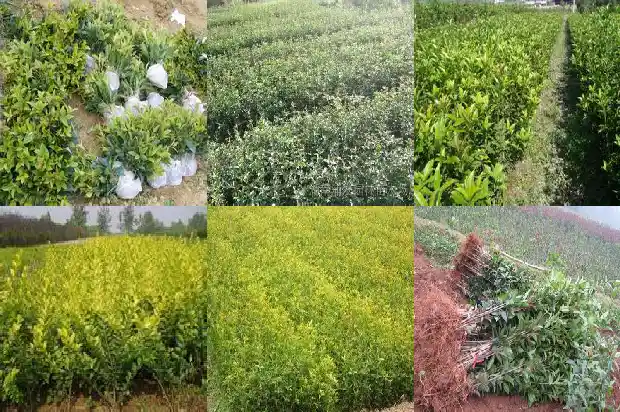 桂花什么时候栽最好呢1683677959685