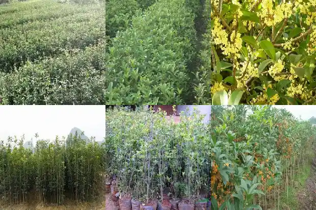 桂花什么时候栽最好呢1683677959780