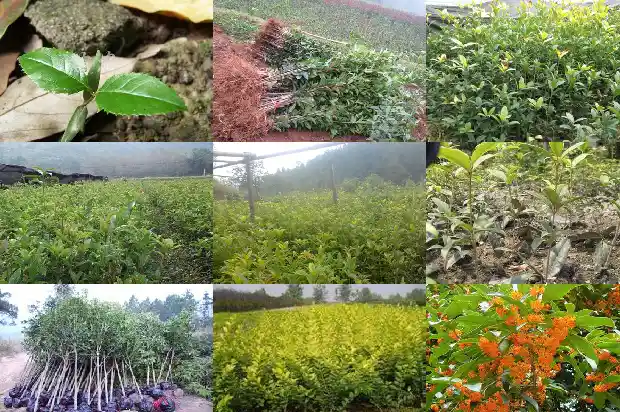桂花什么季节栽1683678067062